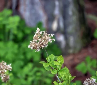 Selective focus of Hydrangea Arborescens flower bushes in the garden. White.. Stock Photos