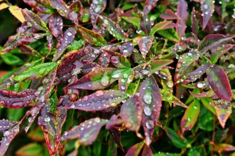 Selective focus. image. Close-up of fresh green foliage with water drops afte Stock Photos