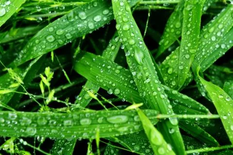 Selective focus. image. Close-up of fresh green foliage with water drops afte Stock Photos