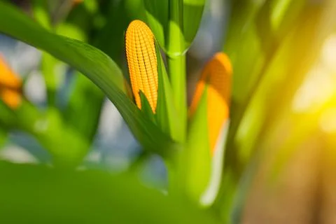 Selective focus image of a corn cob. Corn plant 3D Stock Illustration