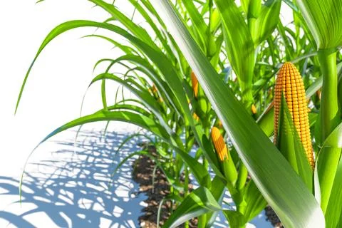Selective focus image of an ear of corn on a white background. Corn plant 3D Stock Illustration