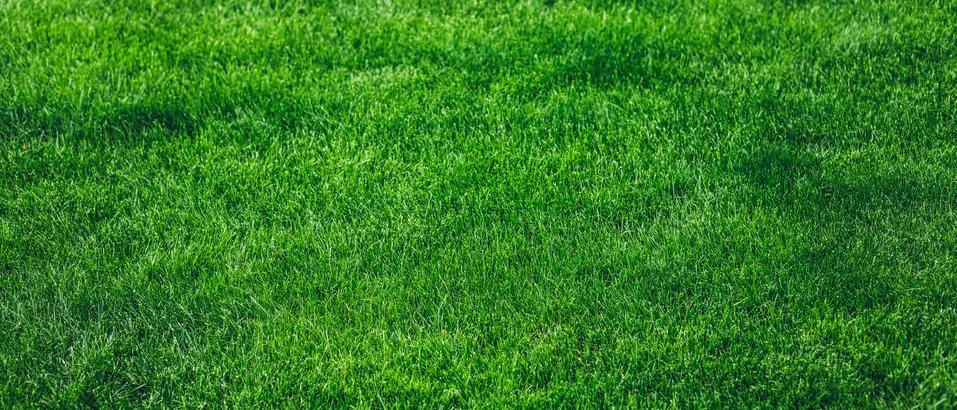 Selective focus image of fresh green grass texture background Stock Photos
