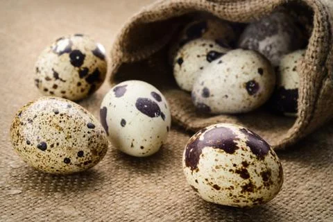 Selective focus image of a quail eggs Stock Photos