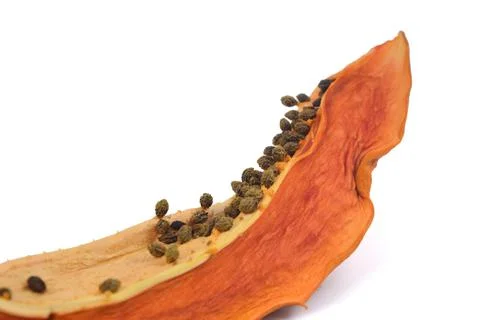 Selective focus image of rotten papaya isolated in white background. Agricult Stock Photos