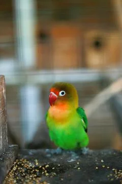 Selective focus image Sun conure beautiful birds were kept in cages. Stock Photos