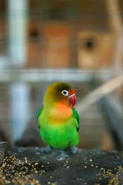Selective focus image Sun conure beautiful birds were kept in cages. Foto stock