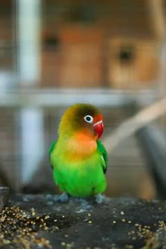 Selective focus image Sun conure beautiful birds were kept in cages. Stock Photos