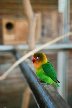 Selective focus image Sun conure beautiful birds were kept in cages. Stock Photos