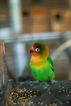 Selective focus image Sun conure beautiful birds were kept in cages. Foto stock