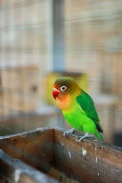Selective focus image Sun conure beautiful birds were kept in cages. Stock Photos