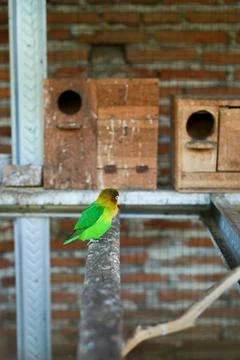 Selective focus image Sun conure beautiful birds were kept in cages. Stock Photos