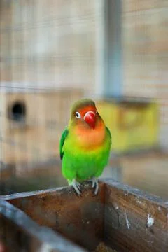 Selective focus image Sun conure beautiful birds were kept in cages. Foto stock