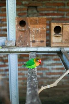 Selective focus image Sun conure beautiful birds were kept in cages. Stock Photos