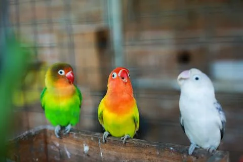 Selective focus image Sun conure beautiful birds were kept in cages. Stock Photos