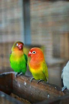 Selective focus image Sun conure beautiful birds were kept in cages. Stock Photos