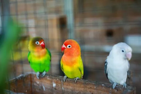 Selective focus image Sun conure beautiful birds were kept in cages. Stock Photos