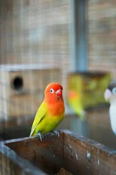 Selective focus image Sun conure beautiful birds were kept in cages. Stock Photos