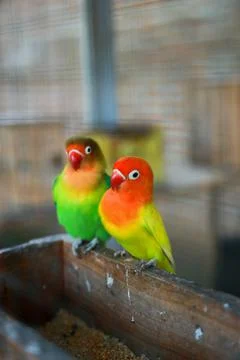Selective focus image Sun conure beautiful birds were kept in cages. Stock Photos