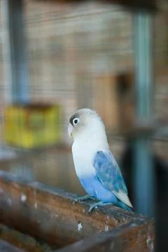 Selective focus image Sun conure beautiful birds were kept in cages. Stock Photos