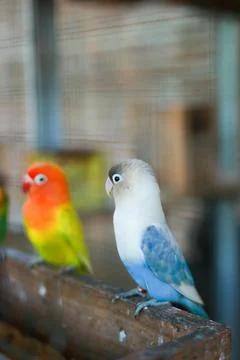 Selective focus image Sun conure beautiful birds were kept in cages. Stock Photos