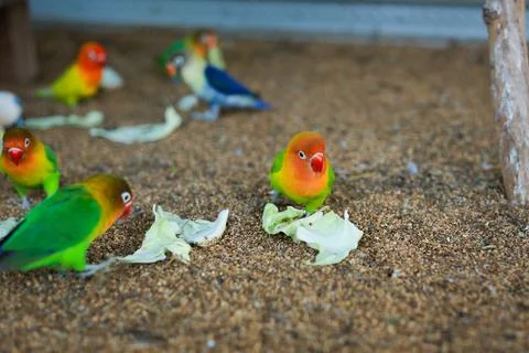 Selective focus image Sun conure beautiful birds were kept in cages. Stock Photos