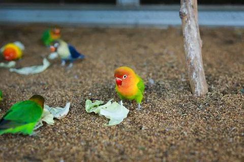 Selective focus image Sun conure beautiful birds were kept in cages. Stock Photos