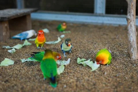 Selective focus image Sun conure beautiful birds were kept in cages. Foto stock