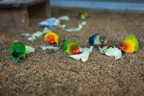 Selective focus image Sun conure beautiful birds were kept in cages. Stock Photos