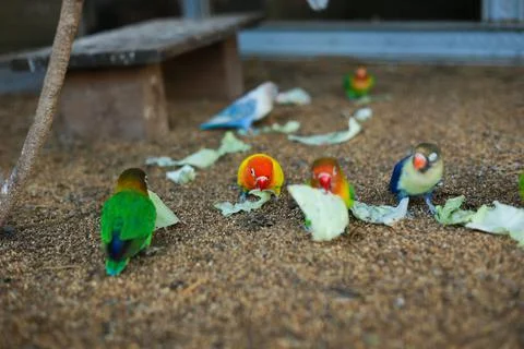 Selective focus image Sun conure beautiful birds were kept in cages. Foto stock