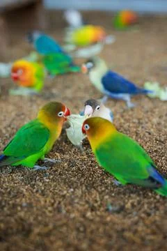 Selective focus image Sun conure beautiful birds were kept in cages. Foto stock