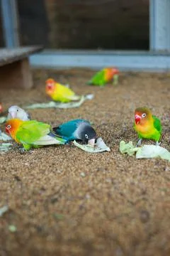 Selective focus image Sun conure beautiful birds were kept in cages. Stock Photos