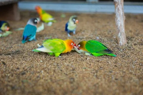 Selective focus image Sun conure beautiful birds were kept in cages. Stock Photos