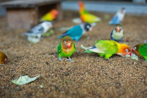 Selective focus image Sun conure beautiful birds were kept in cages. Stock Photos