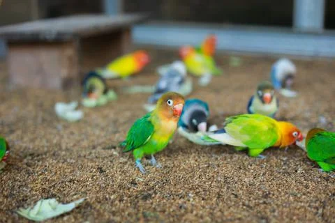 Selective focus image Sun conure beautiful birds were kept in cages. Foto stock