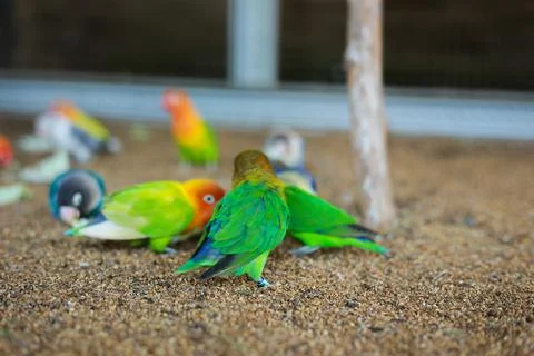 Selective focus image Sun conure beautiful birds were kept in cages. Foto stock