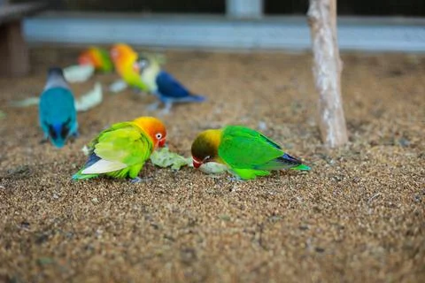 Selective focus image Sun conure beautiful birds were kept in cages. Foto stock
