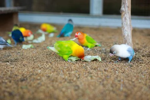 Selective focus image Sun conure beautiful birds were kept in cages. Stock Photos