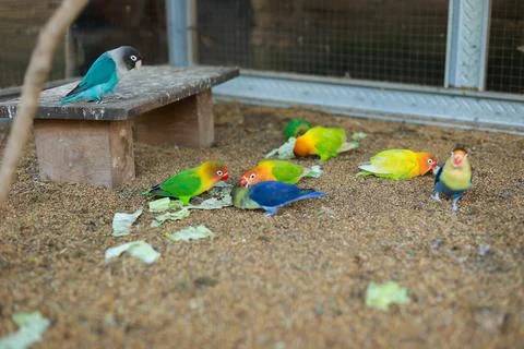 Selective focus image Sun conure beautiful birds were kept in cages. Stock Photos