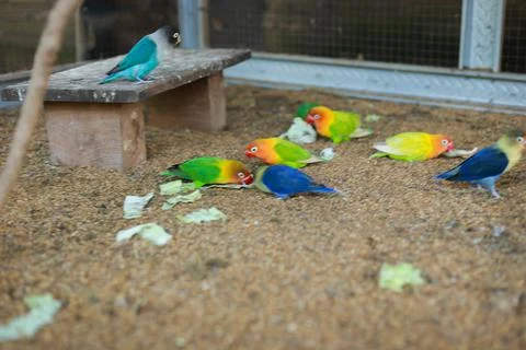 Selective focus image Sun conure beautiful birds were kept in cages. Foto stock