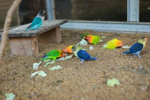 Selective focus image Sun conure beautiful birds were kept in cages. Stock Photos