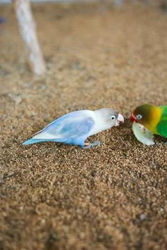 Selective focus image Sun conure beautiful birds were kept in cages. Stock Photos