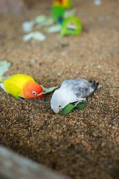 Selective focus image Sun conure beautiful birds were kept in cages. Foto stock