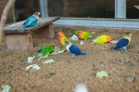 Selective focus image Sun conure beautiful birds were kept in cages. Foto stock