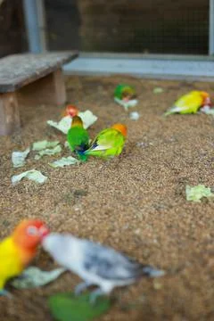 Selective focus image Sun conure beautiful birds were kept in cages. Foto stock