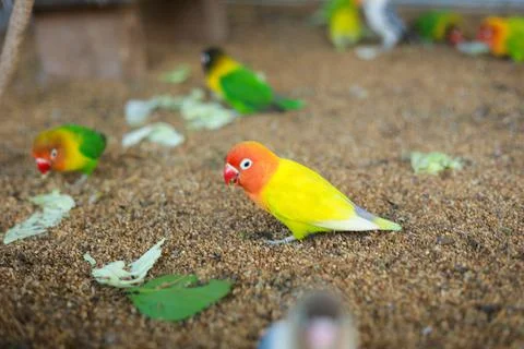 Selective focus image Sun conure beautiful birds were kept in cages. Foto stock