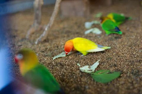 Selective focus image Sun conure beautiful birds were kept in cages. Stock Photos