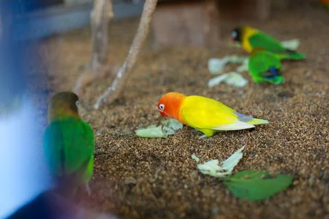 Selective focus image Sun conure beautiful birds were kept in cages. Stock Photos