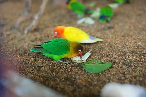 Selective focus image Sun conure beautiful birds were kept in cages. Stock Photos