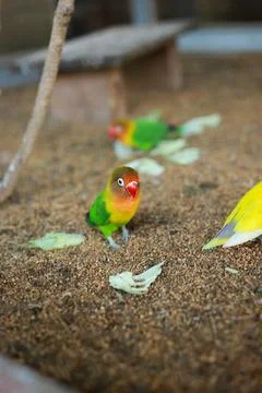 Selective focus image Sun conure beautiful birds were kept in cages. Stock Photos