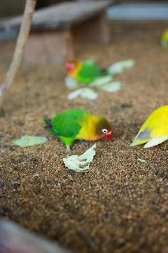 Selective focus image Sun conure beautiful birds were kept in cages. Foto stock